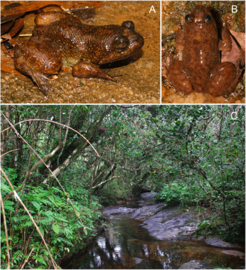 Endangered Corrugated Frogs: A Race Against Time to Preserve a Unique Amphibian Species