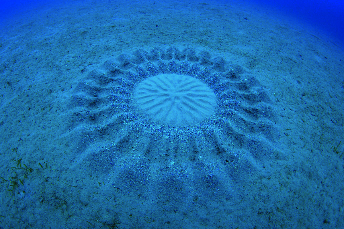 How mating pufferfish created one of the ocean’s greatest mysteries