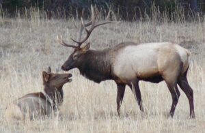 Commentary – Bluegrass Wildlife: A bitter taste of the wild — cherish and nurture our wildlife heritage