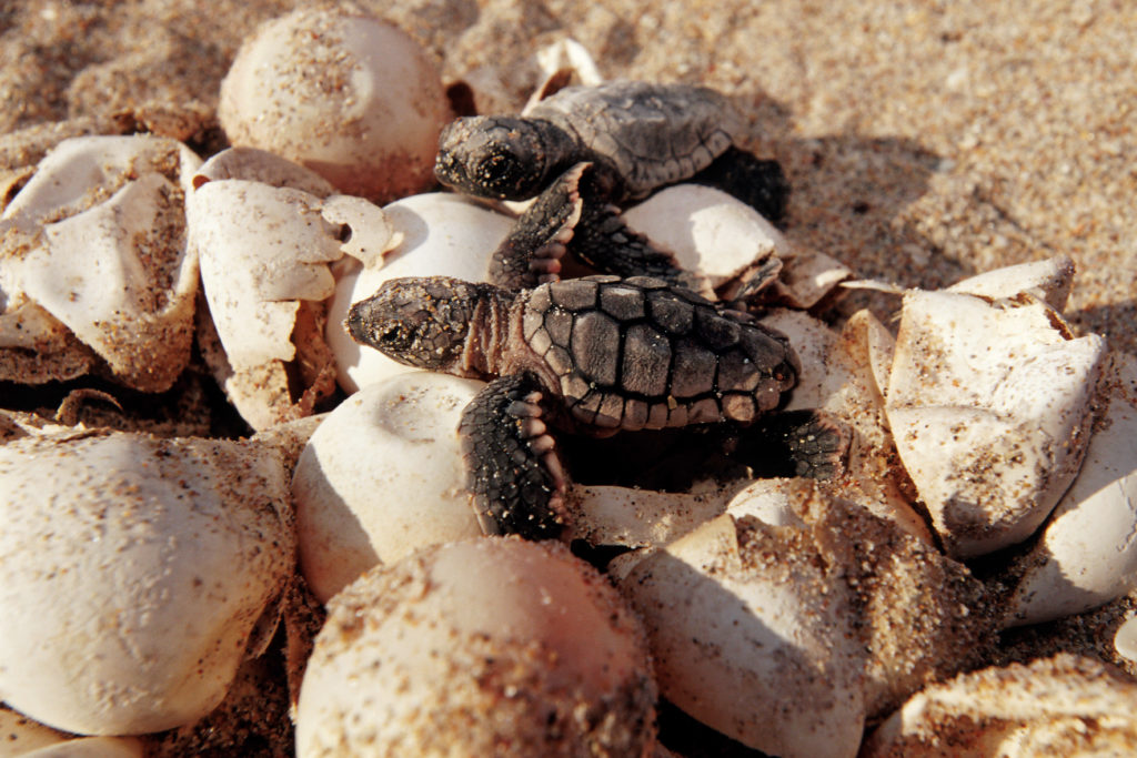 Florida sees record year for sea turtles, but climate change threatens survival