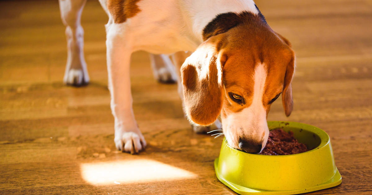 Texas-based TFP Nutrition expands voluntary recall of pet food due to potential salmonella risk