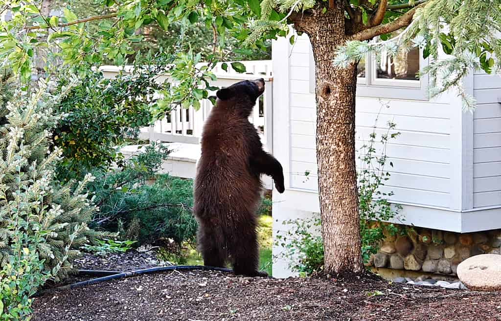 3 Places You’re Most Likely to Encounter a Bear in Pennsylvania This Fall