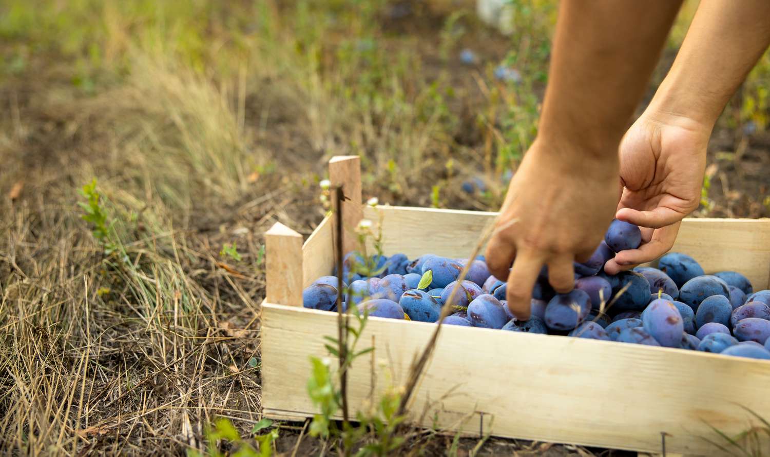 Should You Eat Prunes or Drink Prune Juice?