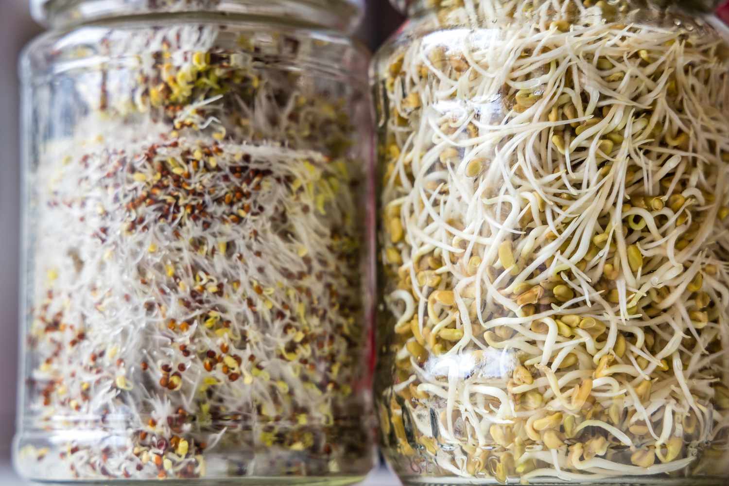 Bean Sprouts: 7 Benefits, Nutrients, and Types