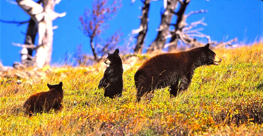 10 Places to Encounter Bears in North Carolina This Fall