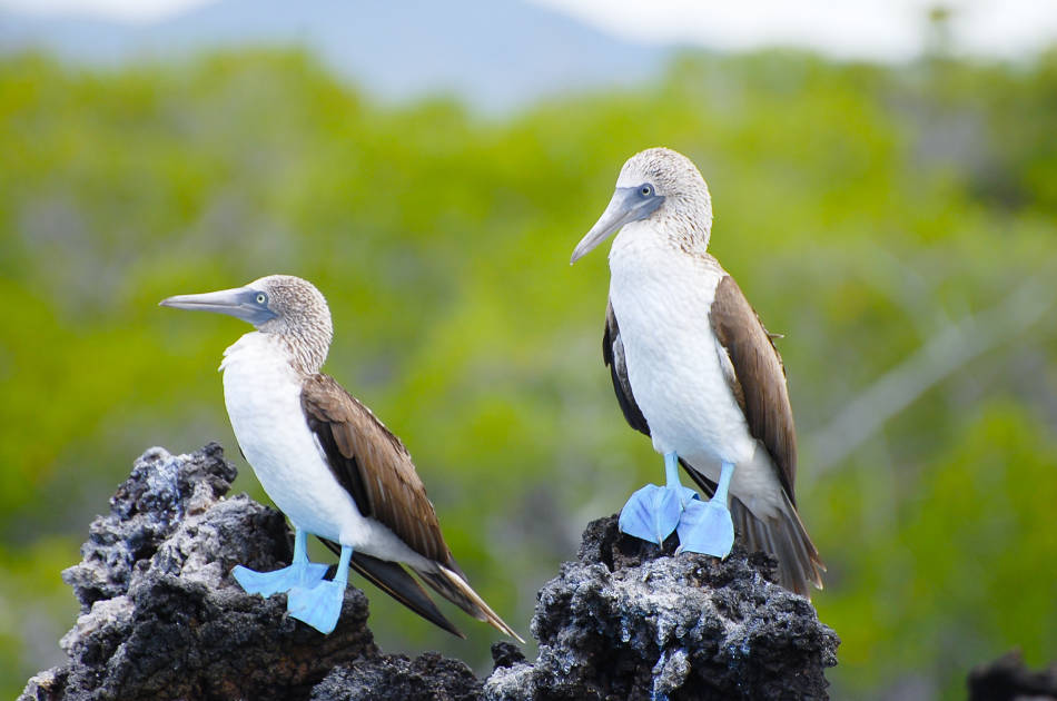 A Wildlife Guide to the Galapagos Islands