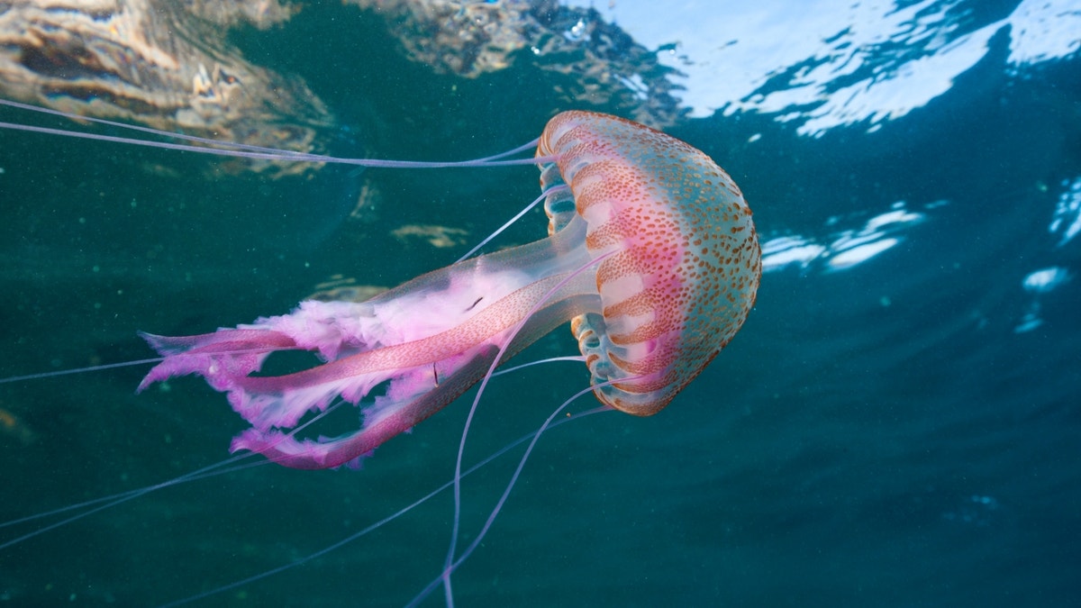 ‘Chopped’ champion on how to prepare jellyfish for consumption, plus the health benefits of the sea jelly