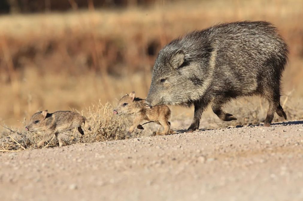 Arizona’s new data warehouse tracks wildlife, including those pesky javelina