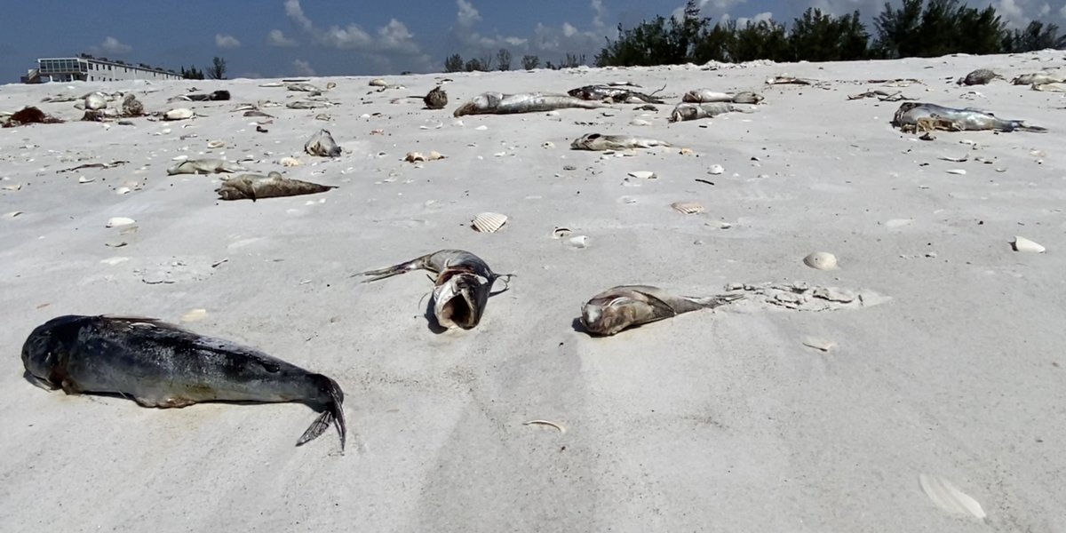 USF-Manatee, Science & Technology Center to host red tide lecture