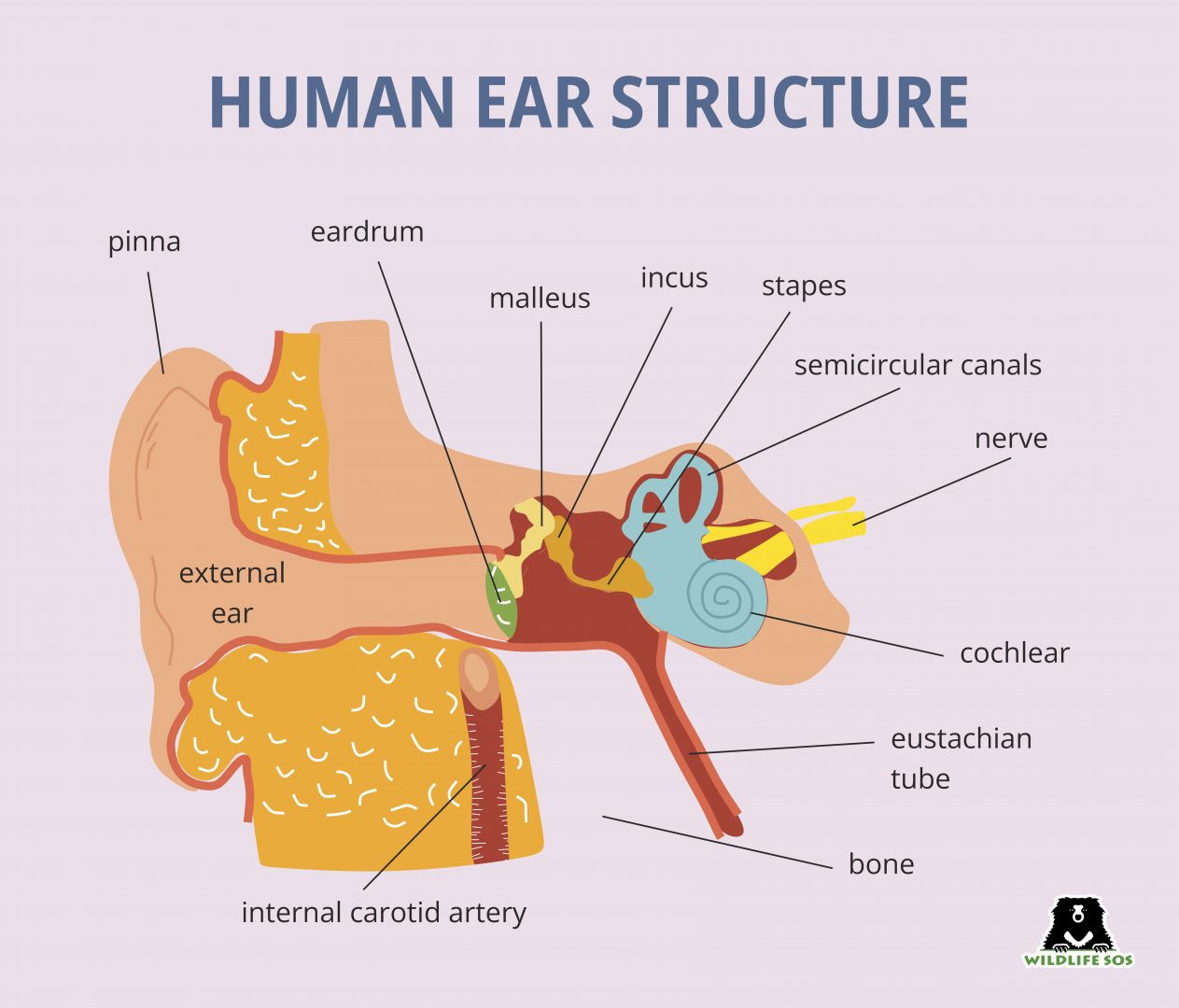 Listening To The Wild Through Animals’ Ears