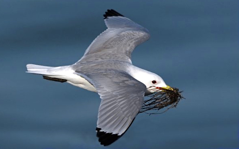 Over 75 Per Cent of Seabird Species Breeding in Ireland Have Increased