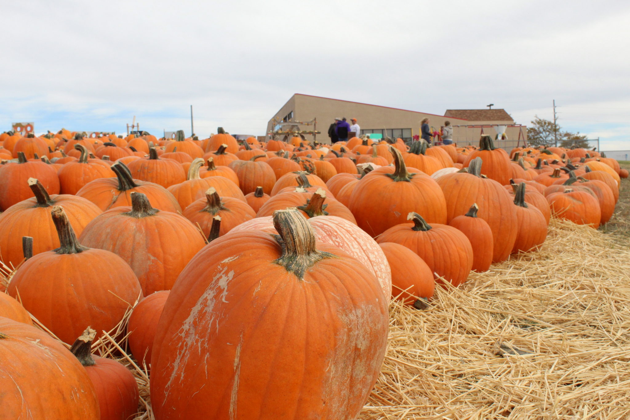 Game and Fish asks residents to avoid feeding pumpkins to wildlife