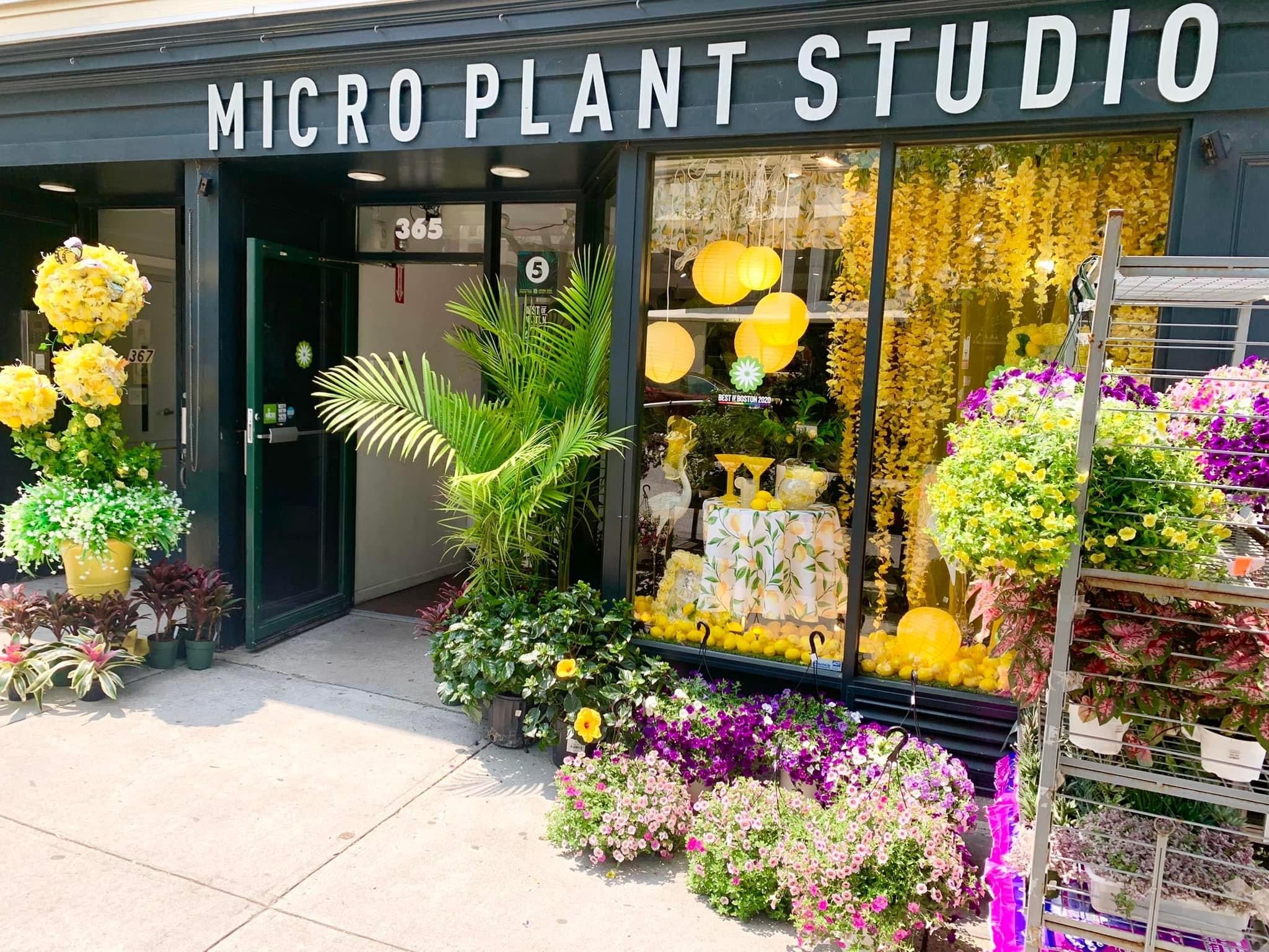 Micro Plant Studio is ‘the most unique floral studio in Boston’