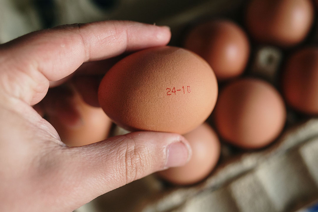 Precision layer nutrition for quality eggs