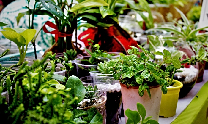 Indoor Plant Trends – Elevating your home with latest greenery