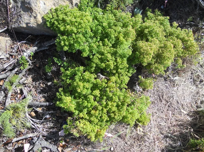 Two plant species unique to Channel Islands removed from endangered list after recovery