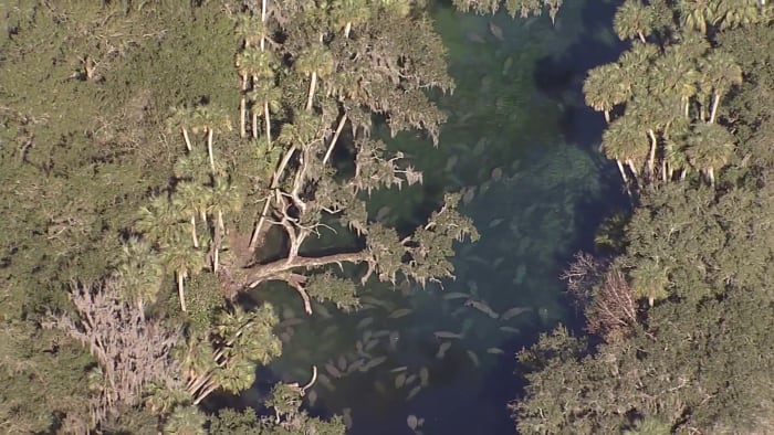 Surviving the chill: Quirky ways Florida’s wildlife stays toasty