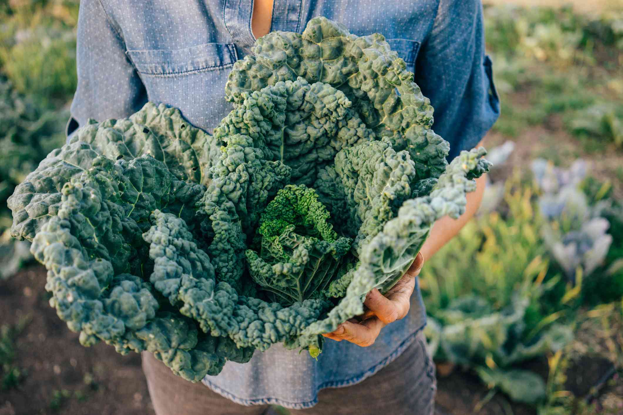 5 Reasons Why You Should Eat More Kale