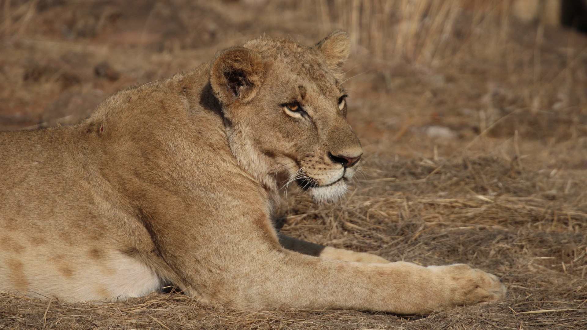 Lions, Elephants, and Giraffes: The role of hero species