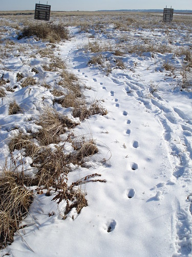 Audubon Natural Investigators learn about animal signs and game cameras Saturday, November 25