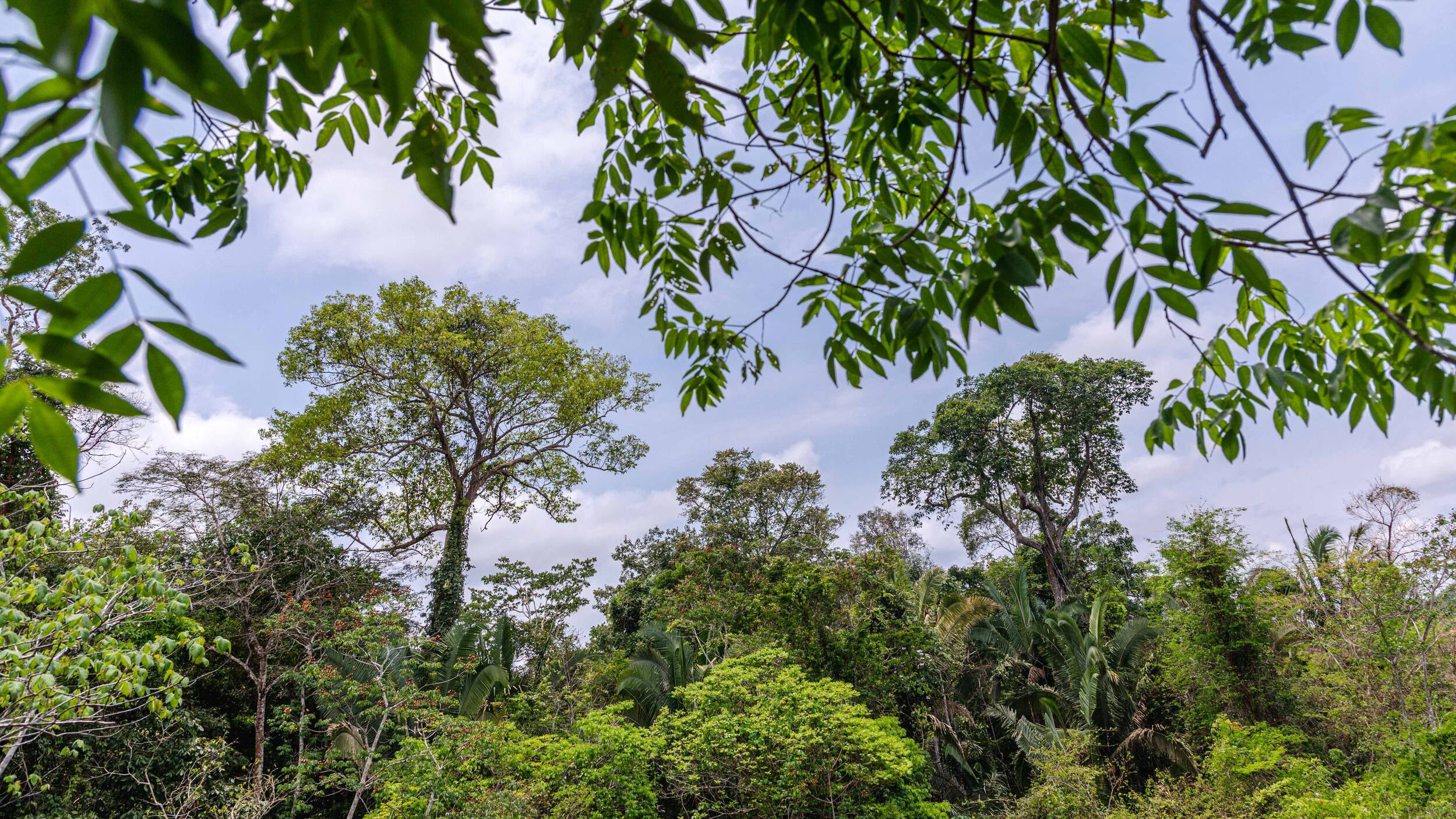 COP28: Nature is Part of the Solution