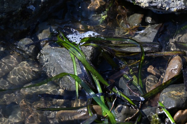 Richardson Bay monitors cite signs of eelgrass recovery