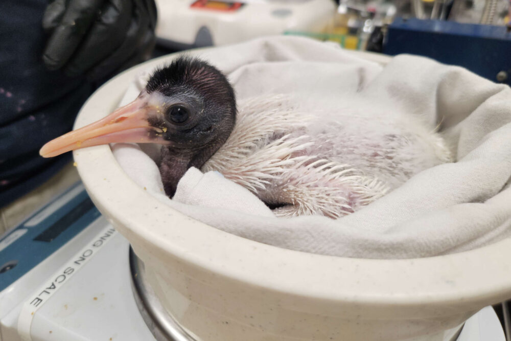 Endangered bird hatched in Houston Zoo, first for species in North America