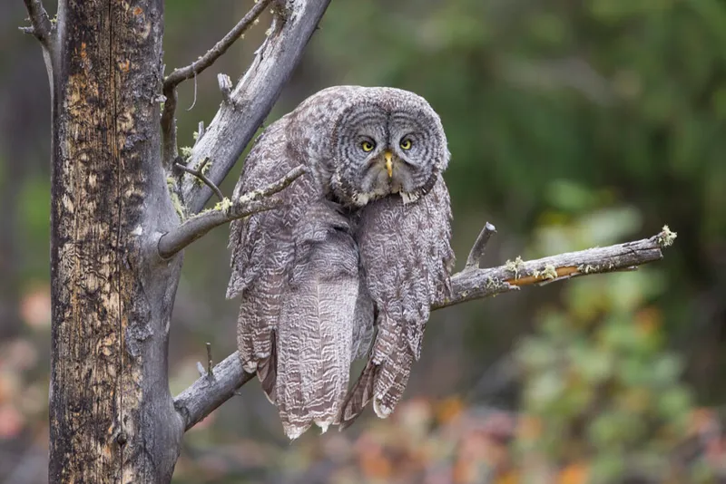 Try not to laugh at these 10 best Comedy Wildlife Photography Awards 2023 winners