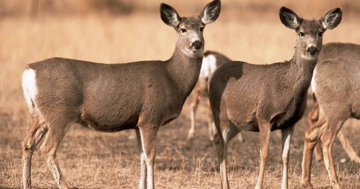 Deadly Wildlife Disease Confirmed In Yellowstone Deer For First Time