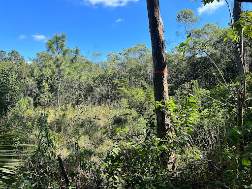 Pine Rocklands needs protection