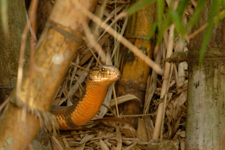 Your Environment This Week: Tracking small cats in Assam, King cobra venom, Food systems at COP 28