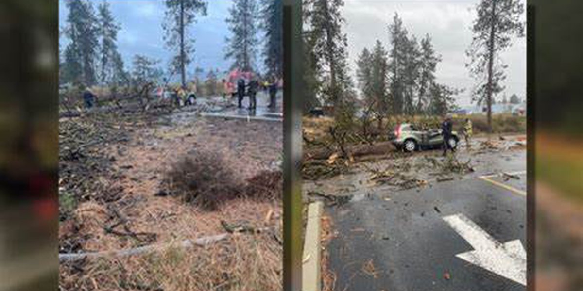 CD’A woman dies in freak accident when tree falls on car, no wind involved