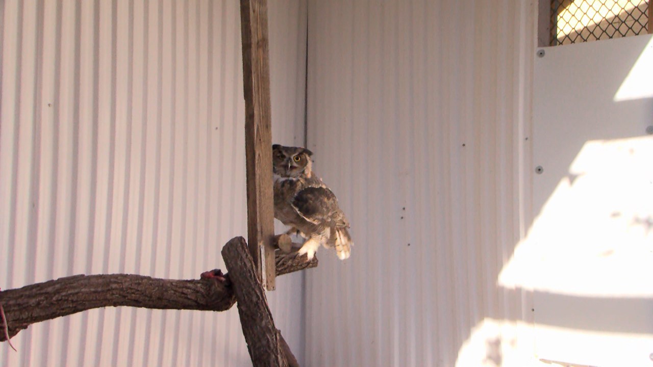 Wildlife rehabiltiation center prepares for winter