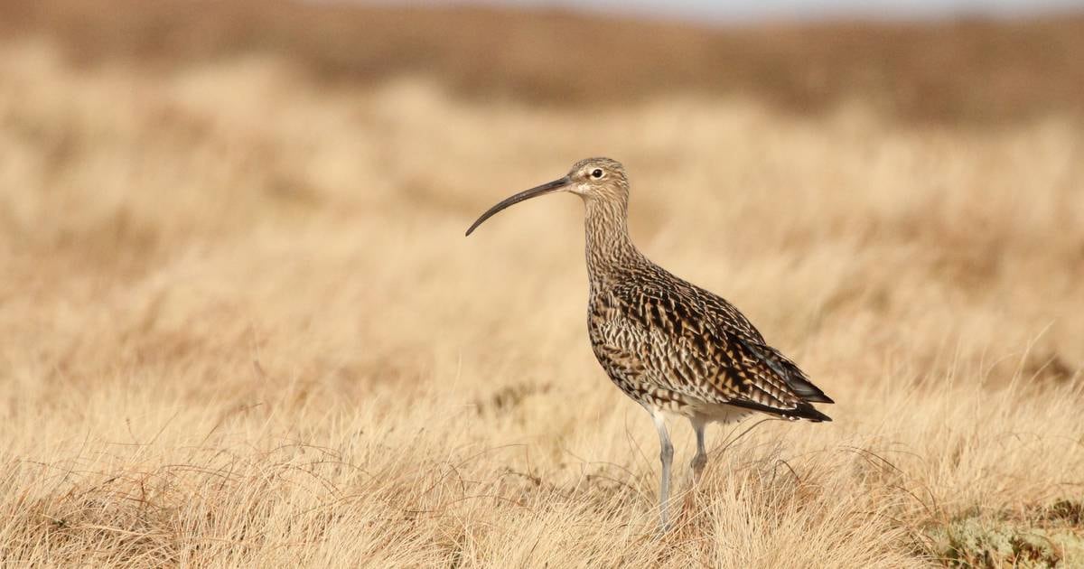 Curlew numbers rising as conservation targets are being met