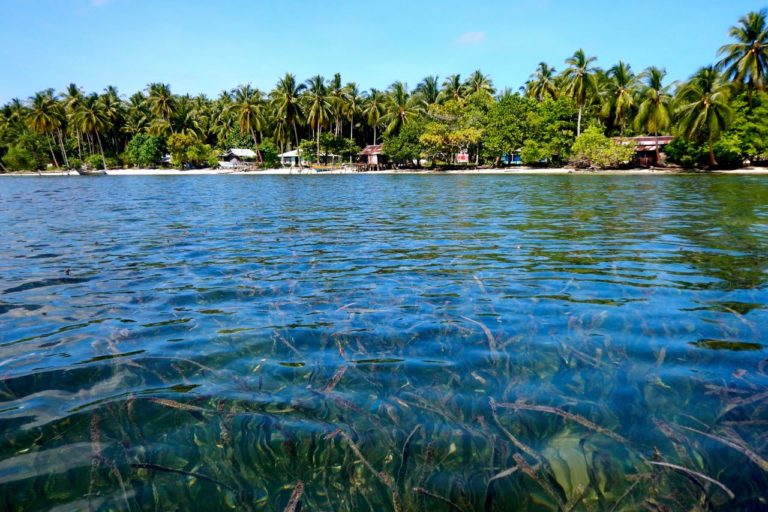 Indonesia launches new front in climate campaign focusing on seagrass