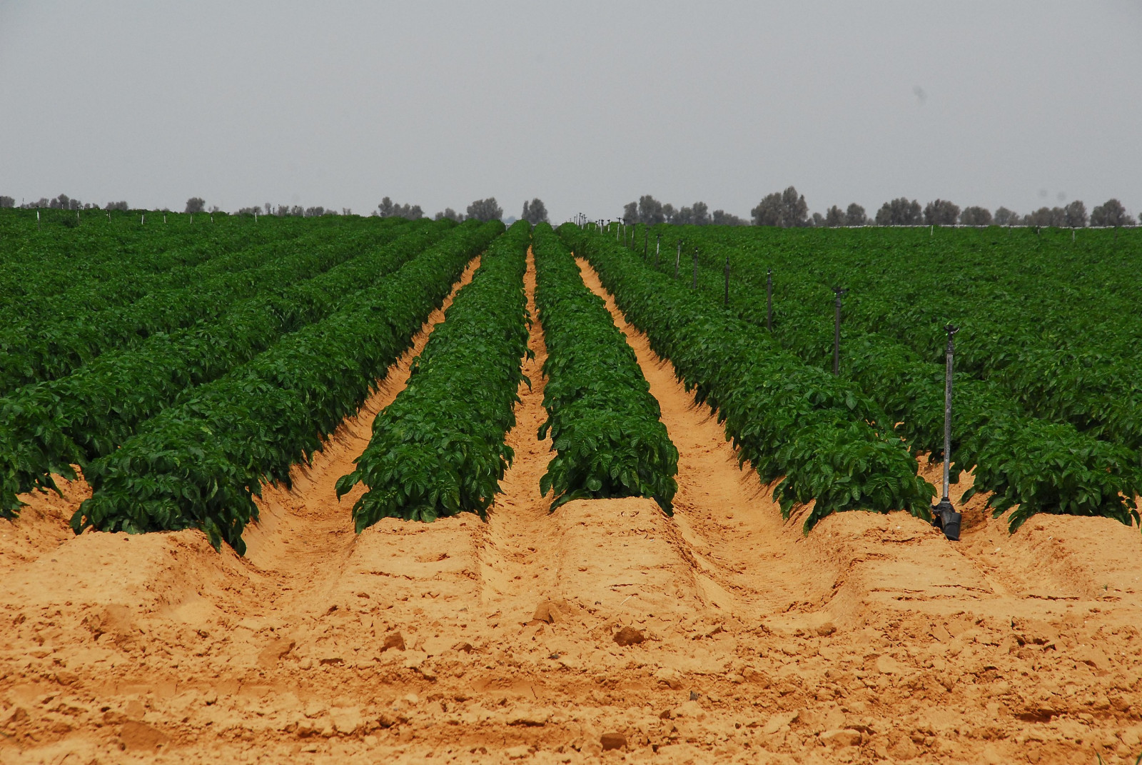 Israel está ressuscitando os desertos com a sua tecnologia no agro