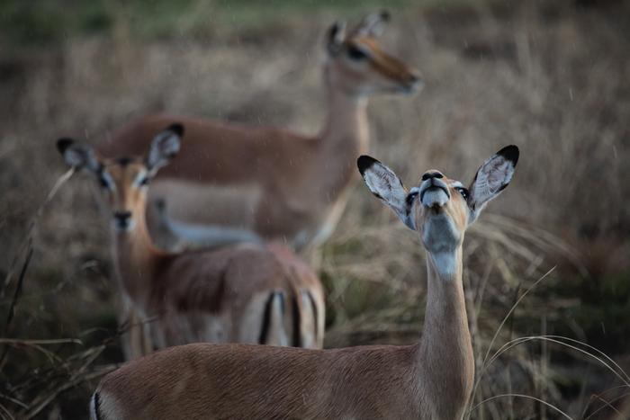 Idai vs. Impalas: New study shows in real-time what helps mammals survive a natural disaster