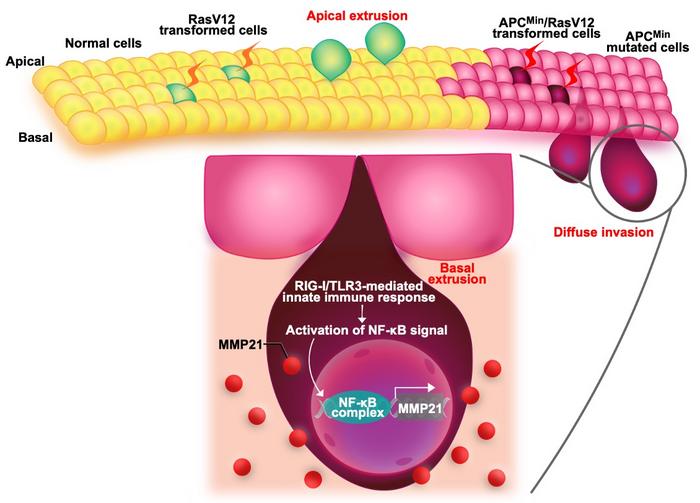 Survival of the fittest? New study shows how cancer cells use cell competition to evade the body’s defenses