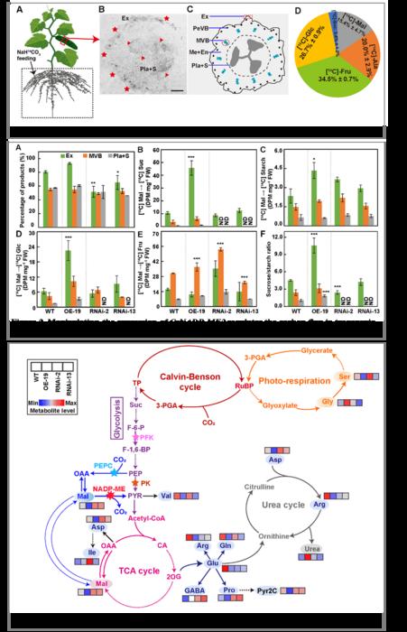 The joint team of Sui Xiaolei from China Agricultural University and Alisdair R. Fernie from Max-Planck-Institute of Molecular Plant Physiology, revealed the role of malate decarboxylate CsNADP-ME2 in mediating the balance of carbon and amino acid metabol