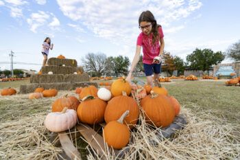 Creative Uses For Pumpkins Beyond Halloween