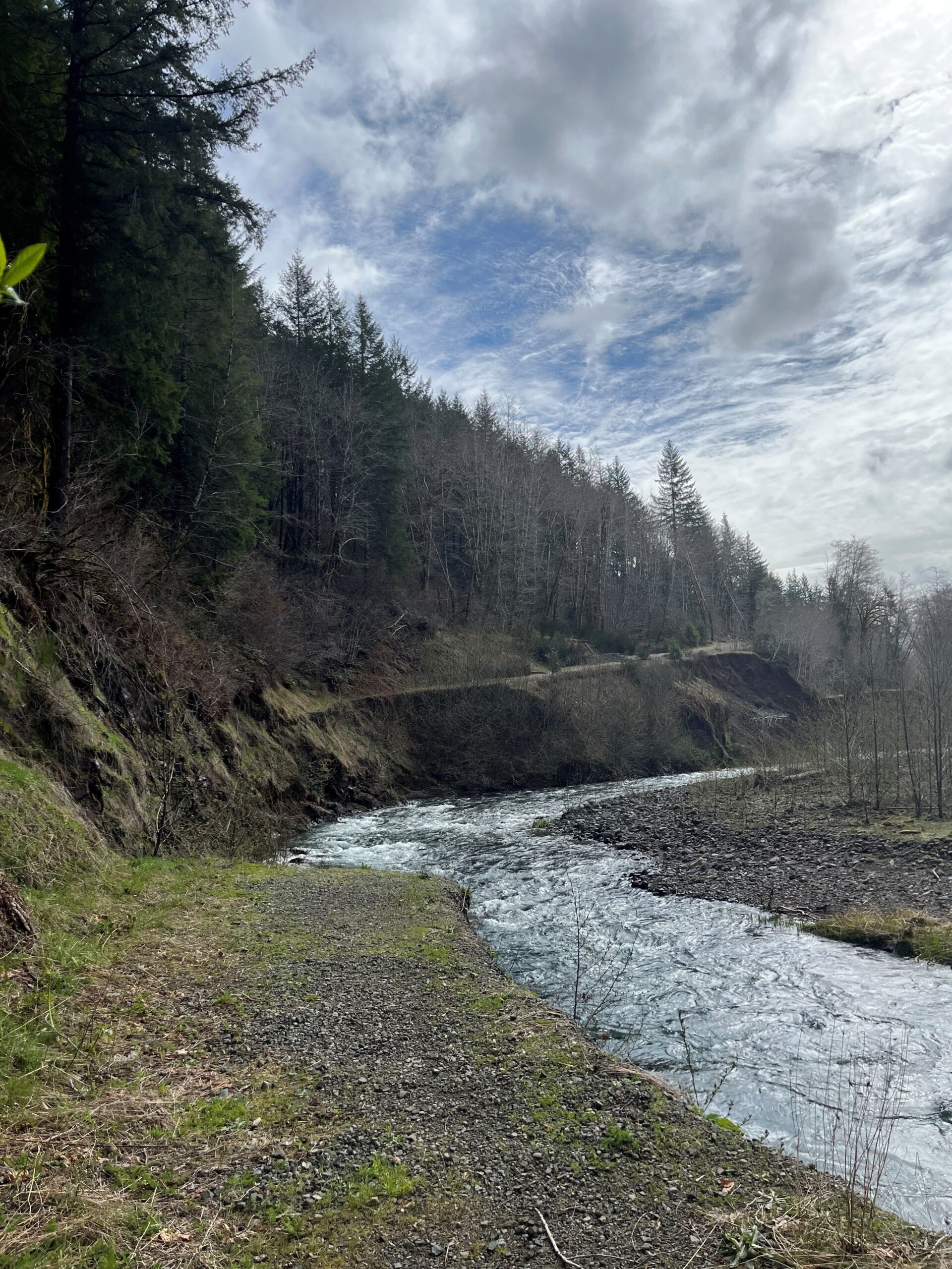 Letter Calls on Gov. Kotek to Protect Old-Growth Forests, Cook Creek Watershed