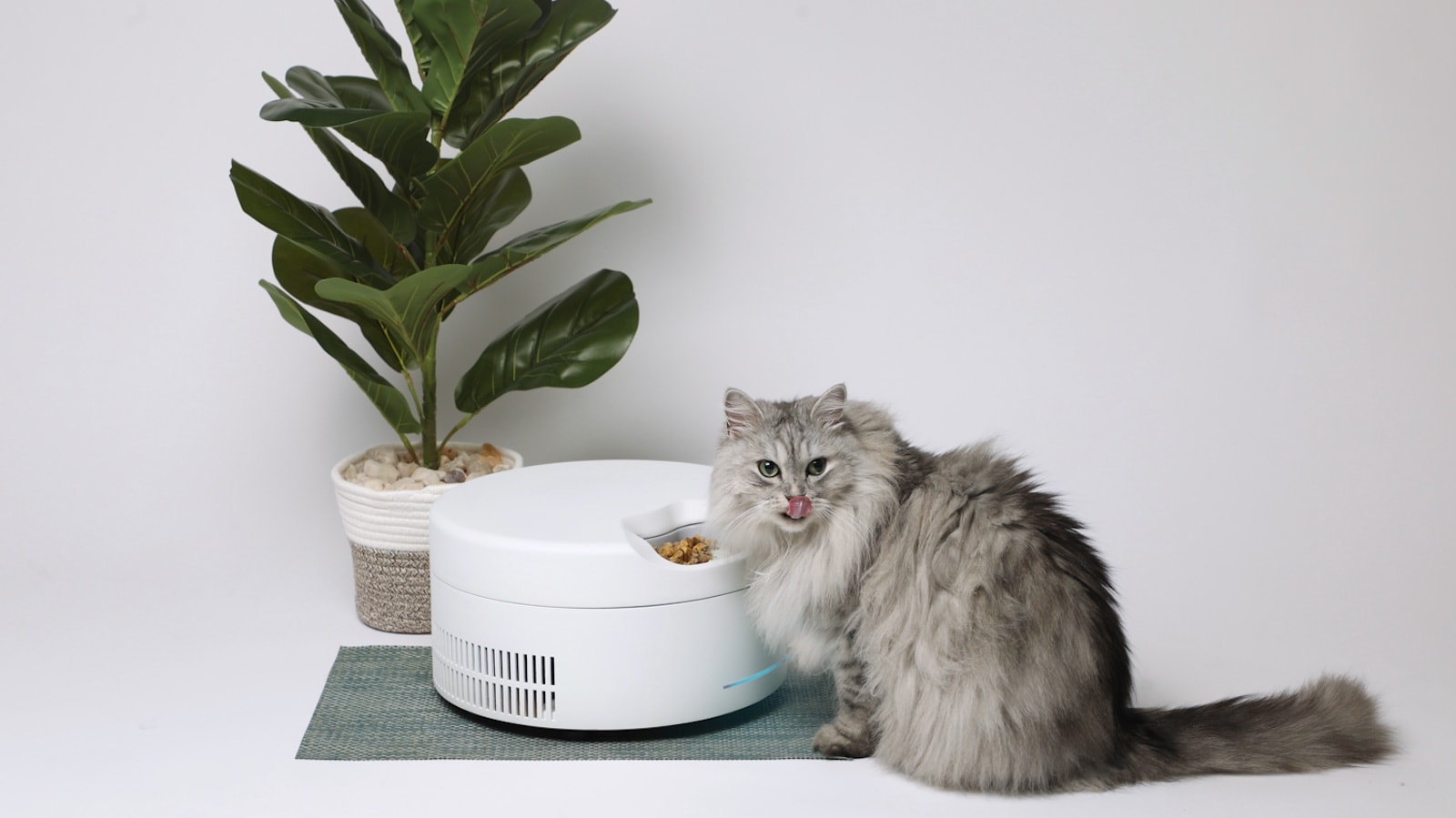 This smart pet feeder keeps your pet’s wet and raw food fresh