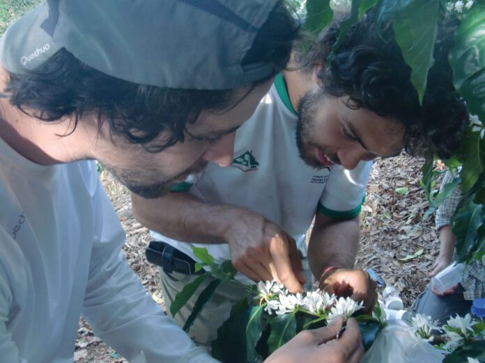 Sustaining Latin America’s Coffee Heritage Takes Cooperation