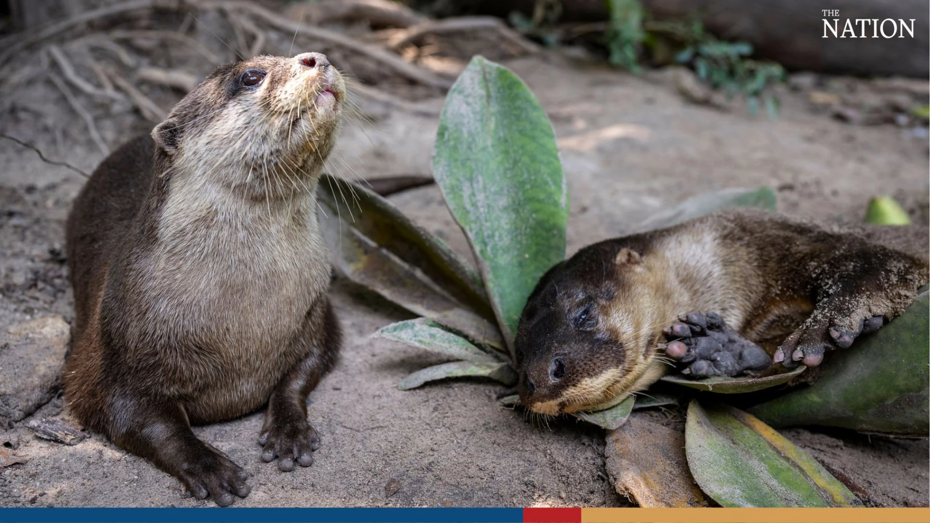 Thai Wildlife Sanctuary Welcomes New Arrival: the World’s Rarest Otter