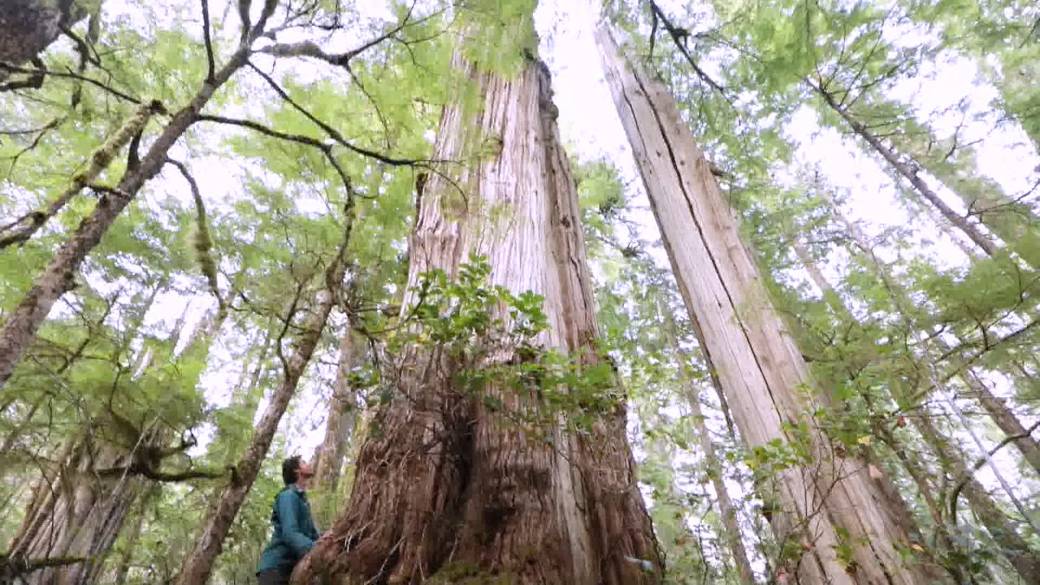 B.C. environmental advocacy group commends historic land and water agreement