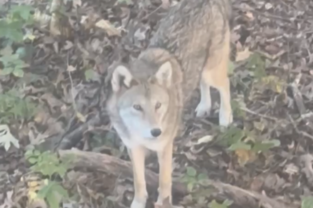 In Orient, a deer hunter films a video of a new North Fork resident: a coyote