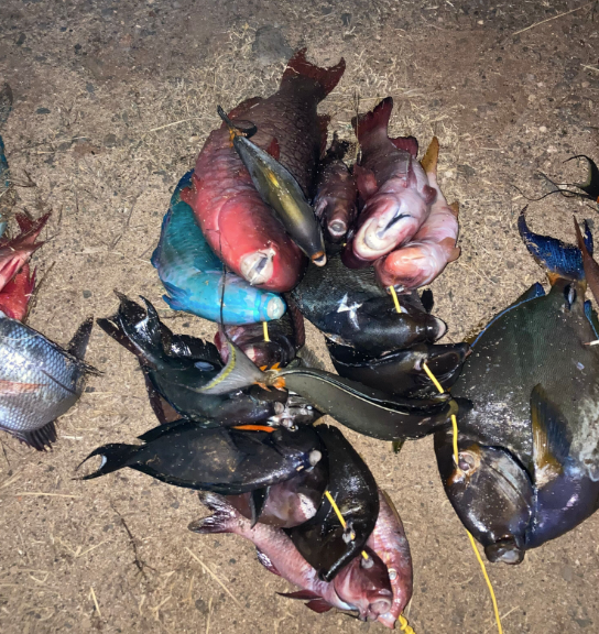 11/8/2023 – NINE HONOLULU MEN CITED FOR FISHING ILLEGALLY IN MARINE LIFE CONSERVATION DISTRICT