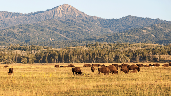 How State Trust Lands Can Help Conservation Efforts, with Temple Stoellinger