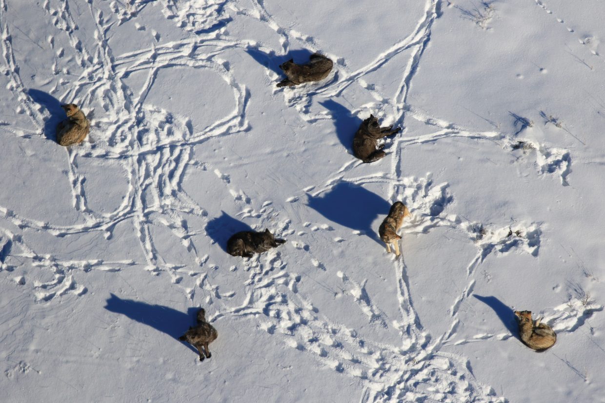 With Colorado set reintroduce gray wolves, bill backed by U.S. Rep. Lauren Boebert seeks their removal from endangered species list