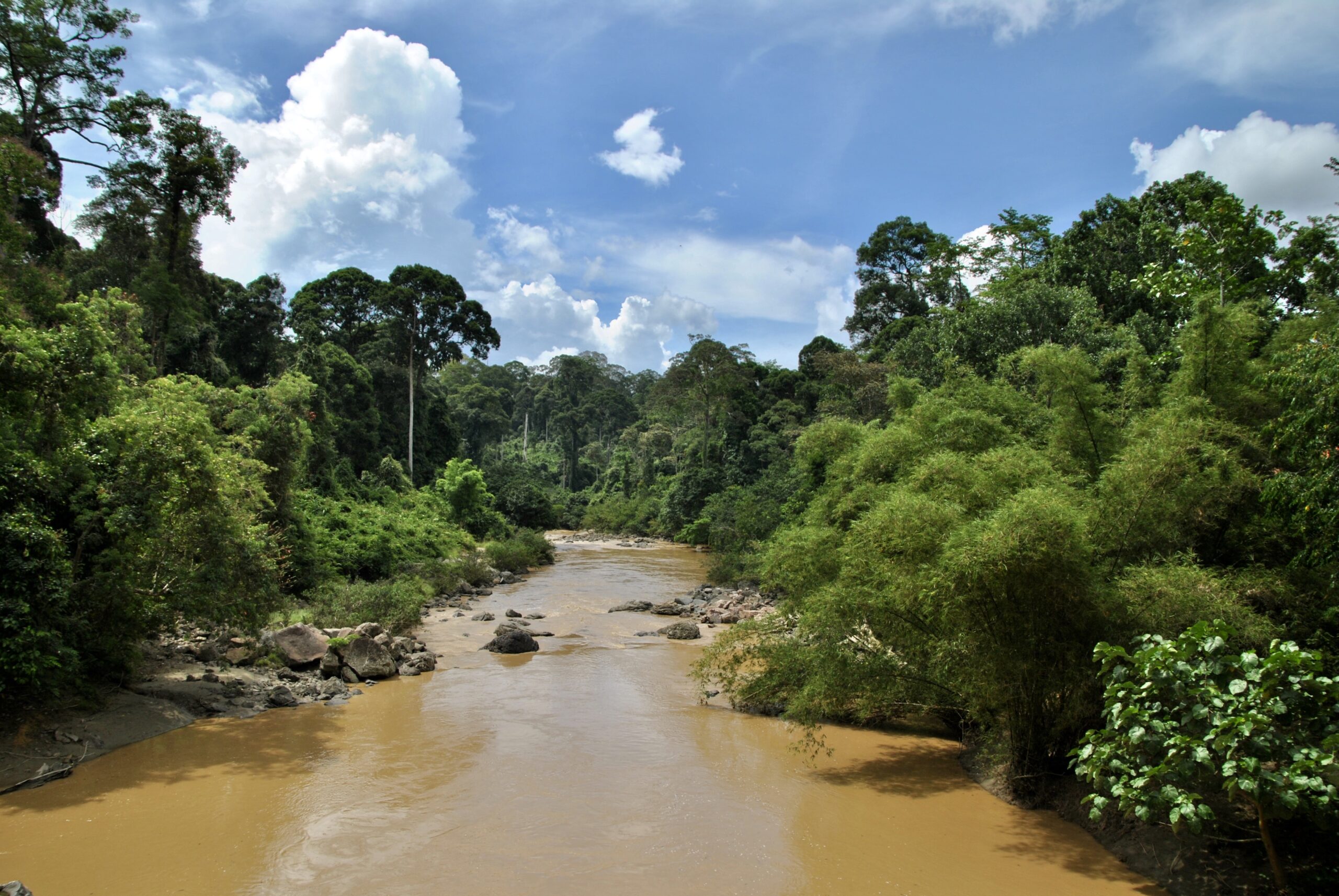 Forest restoration to boost biomass doesn’t have to sacrifice tree diversity